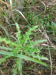Cirsium arvense arvense