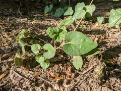 Viola alba dehnhardtii