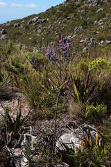 Amphithalea imbricata