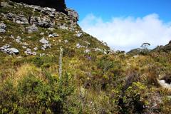 Amphithalea imbricata