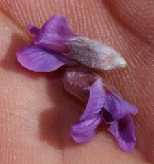 Amphithalea imbricata