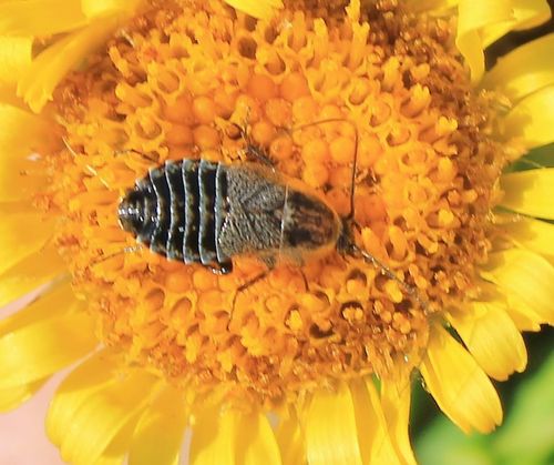 Lesser Cockroach photo 2