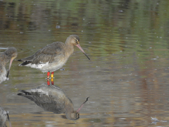 Limosa limosa