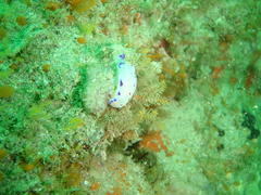 Hypselodoris capensis