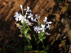 Lapeirousia pyramidalis pyramidalis