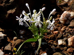 Lapeirousia pyramidalis pyramidalis