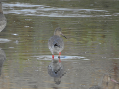 Limosa limosa