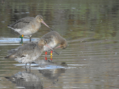 Limosa limosa