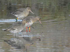 Limosa limosa