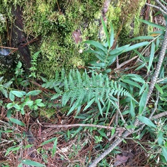 Athyrium reflexipinnum