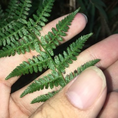 Athyrium reflexipinnum
