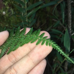 Athyrium reflexipinnum