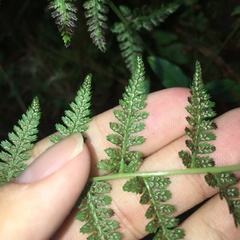 Athyrium reflexipinnum