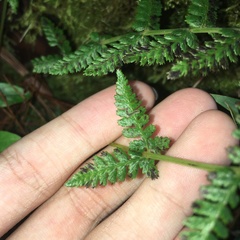 Athyrium reflexipinnum