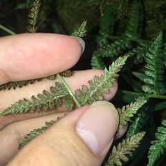 Athyrium reflexipinnum
