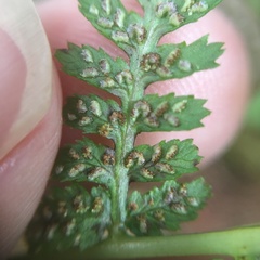 Athyrium reflexipinnum