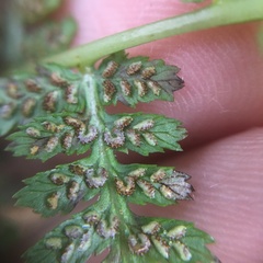 Athyrium reflexipinnum