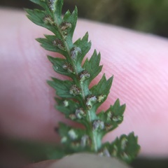 Athyrium reflexipinnum