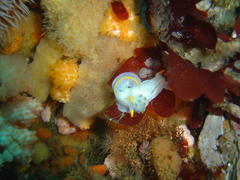 Polycera capensis