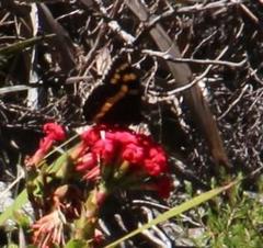 Aeropetes tulbaghia