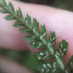 Athyrium reflexipinnum