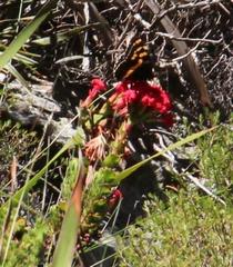 Aeropetes tulbaghia