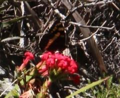 Aeropetes tulbaghia