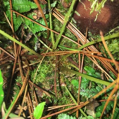 Athyrium reflexipinnum