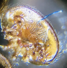 Varroa destructor