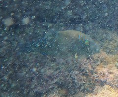 Canthigaster amboinensis