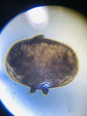 Varroa destructor
