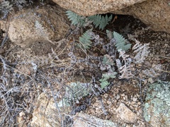 Myriopteris lindheimeri