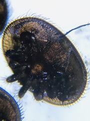 Varroa destructor