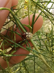 Leptinotarsa lineolata