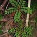 Zamia Fern - Photo (c) Tatters ❀, some rights reserved (CC BY)