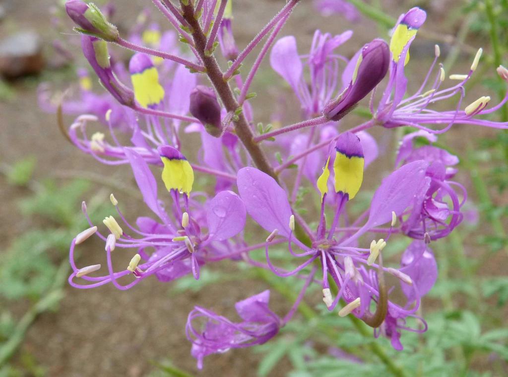 Elegant Spindlepod