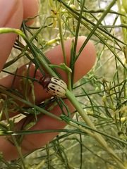 Leptinotarsa lineolata