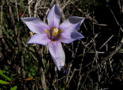 Moraea polyanthos