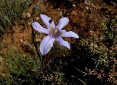 Moraea polyanthos