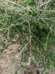 Aloysia wrightii