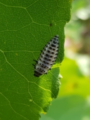 Chrysomela vigintipunctata