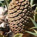 Eastern Cape Blue Cycad - Photo (c) brewbooks, some rights reserved (CC BY-SA)