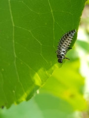 Chrysomela vigintipunctata