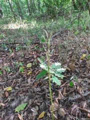 Platanthera chlorantha