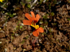 Nemesia pageae