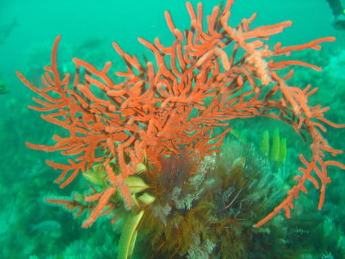 Leptogorgia palma