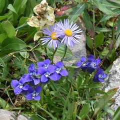 Gentianopsis thermalis