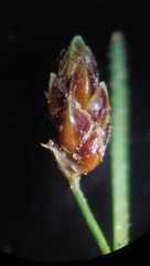 Fimbristylis dichotoma