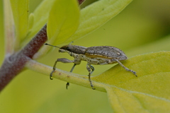 Charagmus gressorius