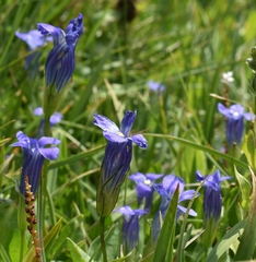 Gentianopsis thermalis